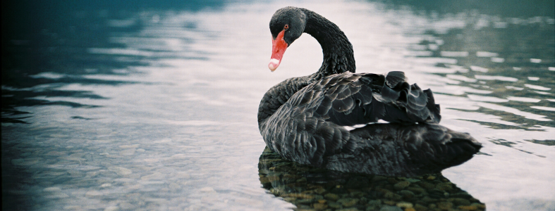 black swan swimming in lake